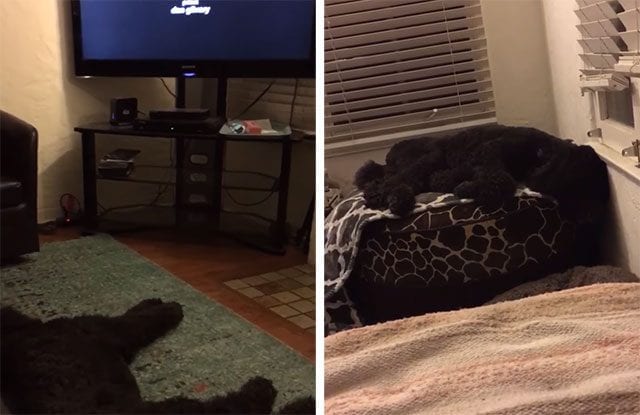 Hund geht ins Bett, wenn der Fernseher ausgemacht wird
