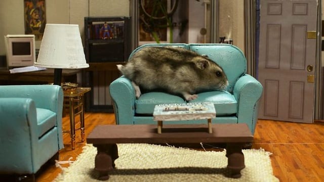 Hamsterfeld – Seinfeld mit Hamstern