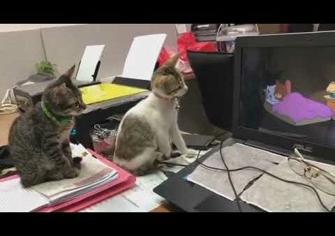 Zwei süße Katzen schauen sich einen "Tom & Jerry"-Cartoon an