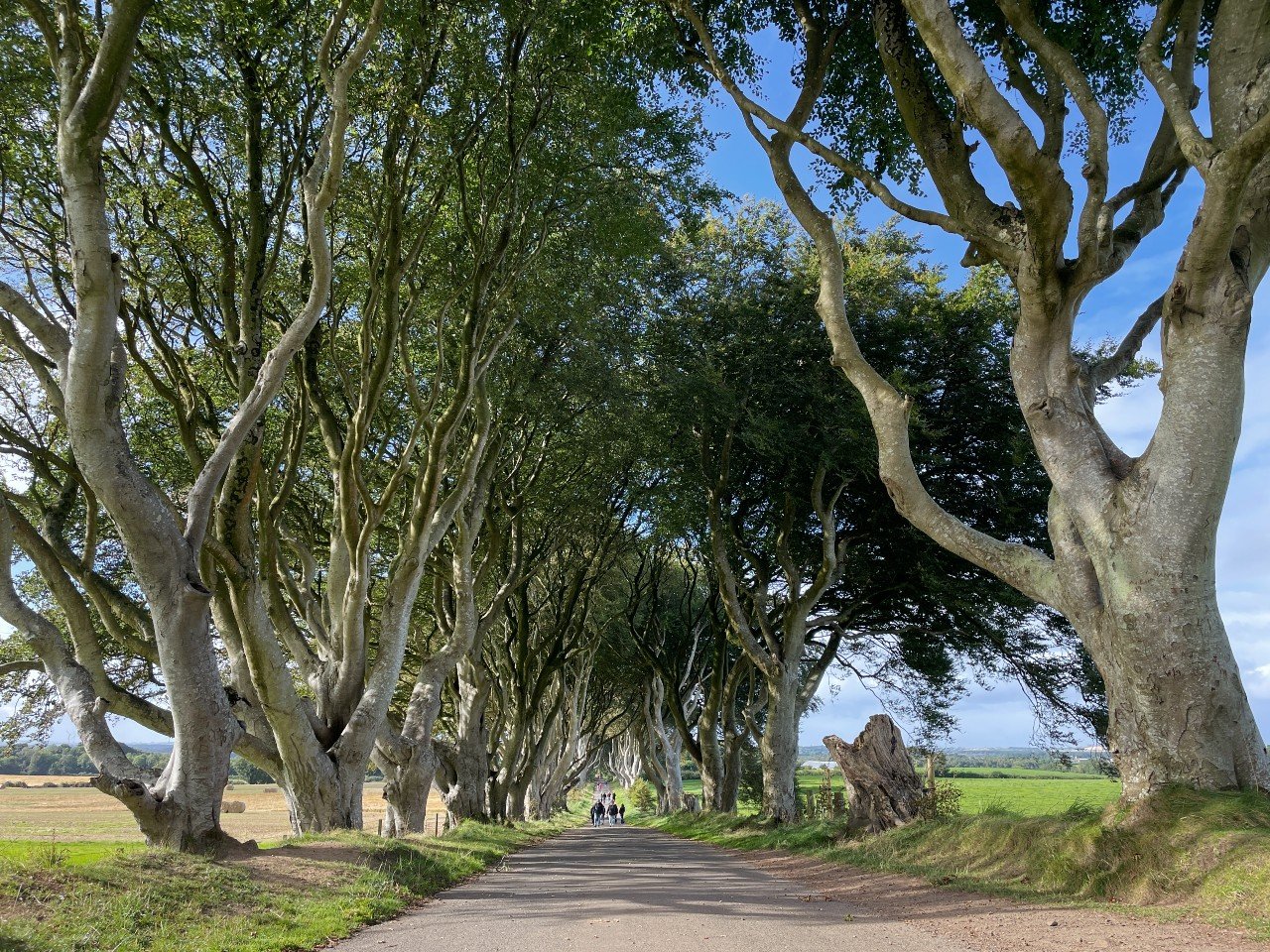 Drehort_Nordirland_DarkHedges